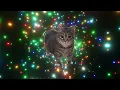OIIA OIIA (Spinning Cat)