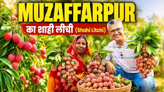 Muzaffarpur Shahi Litchi: India's Litchi Capital — Farmers, Association President & Scientists Speak