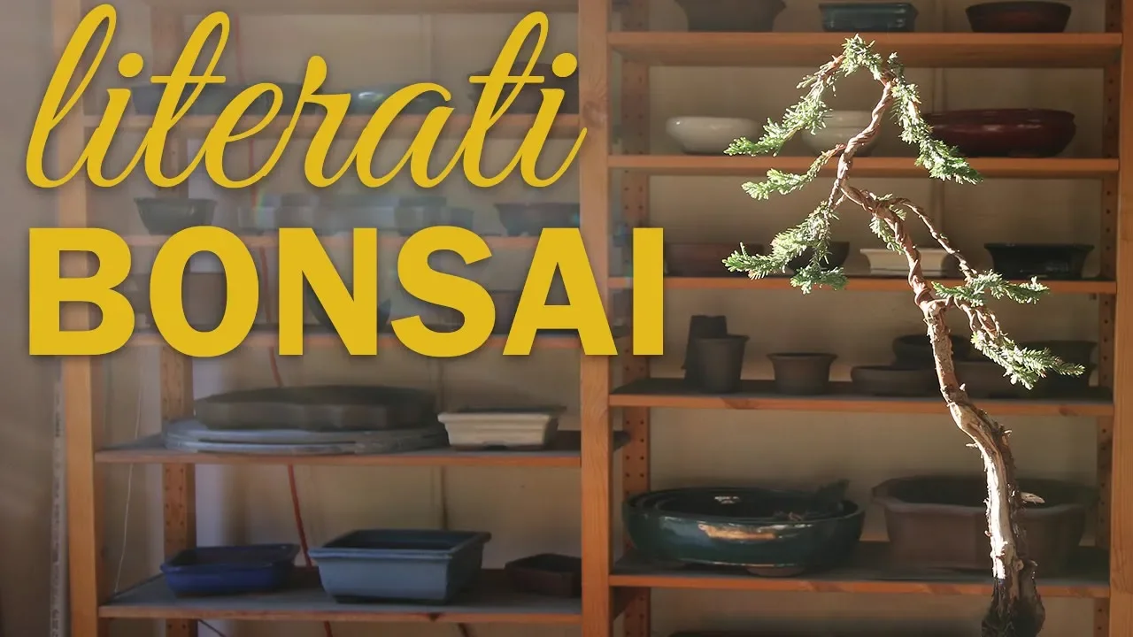 Bonsai Styling Timelapse: Literati Bonsai (Bunjin Bonsai)