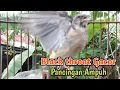 Download Lagu Burung Black throat Gacor Pancingan ampuh | Masteran Pancingan Black throat Gacor