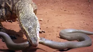 This Monitor Lizard devours even ITS OWN! Perentie is the giant King of the Desert!