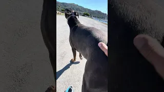 .. #fyp #dream #vlog #doberman #pets