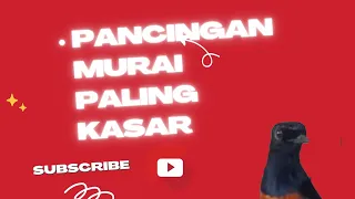 masteran lengkap 11 tembakan kasar untuk isian murai u0026 cucak ijo