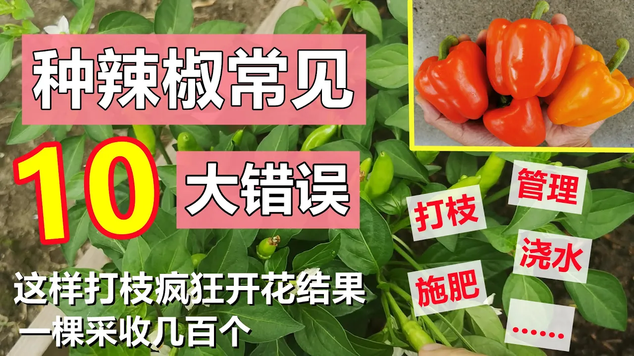 辣椒种植常见的10大错误, 这样打枝一棵采收几百个 10 common mistakes for pepper plants