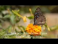 Download Lagu Surah rahman by Sheikh Mishary Rashid Alafasy 