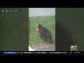 Bear Spotted Stealing Pumpkin In Morris County New Jersey