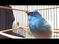 Download Lagu Suara terapi selendang biru agar mudah ikut gacor
