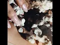 Tsunami