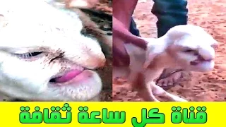 صدق او لا تصدق ولادة حمل بوجه يشبه الرجل العجوز الغاضب غرائب 