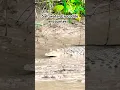 Download Lagu 🐊 Crocodile encounter in Kinabatangan River, Sukau, Sabah, Malaysia, Borneo