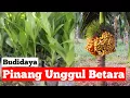 Download Lagu Budidaya Pinang Betara Cocok untuk Lahan Sempit