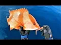Download Lagu Reef fishing with soft plastics, jigs and vibes