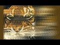 Download Lagu Eye Of The Tiger (ONE HOUR PERFECT LOOP)