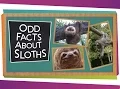 Odd Facts About Sloths
