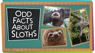 Odd Facts About Sloths