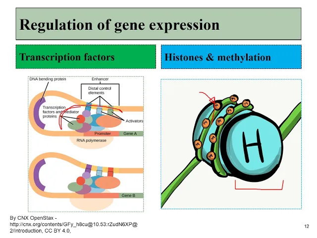 01 cell biology review