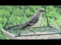 Learn your birds Northern Mockingbird Look for the bright white bars on the wings