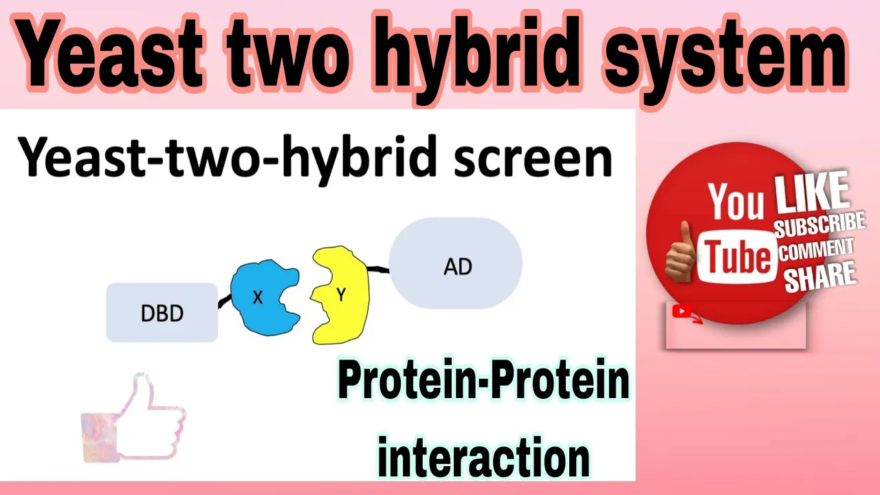 Yeast two hybrid assay || protein-protein interaction #yeast two hybrid assay