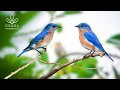 Lagu Soothing Bird Chirps - Nature Ambience Without Music, 11-Hour Birdsong Calmness - Forest Birdsong