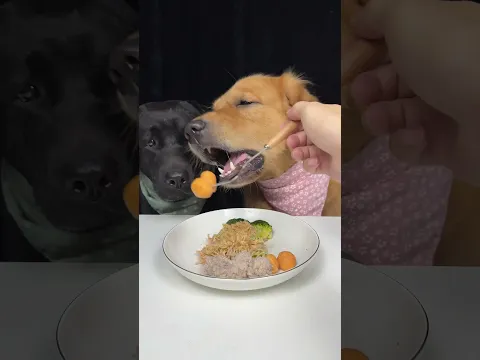 I Like You More When You Bring Snacks. Golden and Labrador. Cute Pet Debut Plan