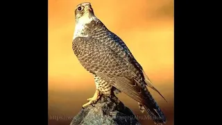 البارحه يحسين مركاي كوعي      دندنها