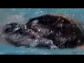 Brooke Burns Black Hydrasuit Butt rewinding