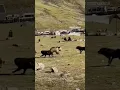 Download Lagu Tibetan brown bears vs dogs #bear #tibet #dogs #fighting #mastiff