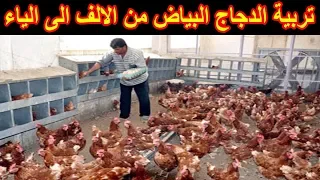 تربية الدجاج البياض من الالف الى الياء تربية دجاج انتاج البيض بالتفصيل 