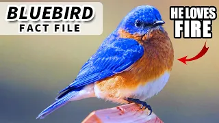 Download Bluebird Facts: Learn about BLUEBIRDS! | Animal Fact Files MP3