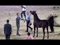 Download Lagu N 39 LAYALY AL SAHEEL   Al Marasem Rabab AH Championship 2025   Yearling Fillies   Section C Class 1