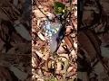 Download Lagu San Francisco Zoo Pipeline Swallowtail Butterfly Close-up