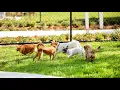 Spokane Parks and Recreation seeking public s input on future dog parks