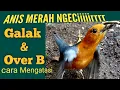 Download Lagu MENGATASI  ANIS MERAH  Ngecir ,Galak, OB.
