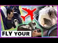 Download Lagu Flying With A Rabbit - All You Need To Know | How to fly with a rabbit