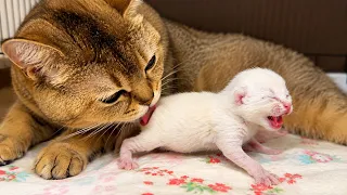 The Sweetest Thing Mama Cat Does for Her Newborn Kittens