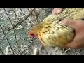 how to Catch a big python using a chicken and a trap very interesting to watch