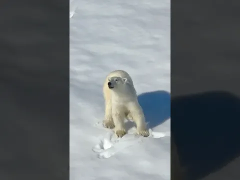 White polar bear ￼😨