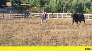 Borba u bika Garo od Muje vs Žujica od Mehreta