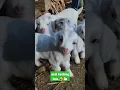 Download Lagu suara anak kambing lucu
