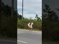 Download Lagu MIMI PERI JALAN KAKI DI BUMI TANPA KASAT MATA