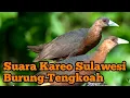 Download Lagu Suara kareo sulawesi ‼️ tengkoah ‼️ ‼️ bird traping sound ‼️ creative bird traps ‼️ spot dove