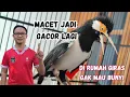 Download Lagu MENGATASI JALAK SUREN YANG MACET BUNYI SETELAH BELI DENGAN TERAPI MANDI DAN 10 EKOR JANGKRIK