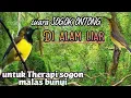Suara sogon betina saling Bersahutan di Alam liar untuk terapi dan pancingan sogon BAHAN!