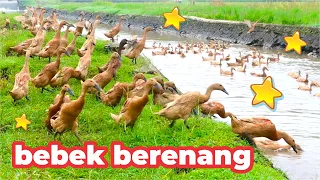 Download Bebek Berenang , Potong Bebek Angsa , Bebek Asli Berenang di Sungai MP3