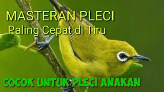 masteran burung pleci paling ampuh cocok untuk anakan pleci