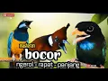 Download Lagu MASTERAN BOCOR ngrol-rapat- panjang  cumgkok vs cililin vs tengkek plus air mengalir