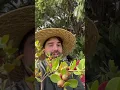 The Easiest Fruit Tree You ll Ever Grow