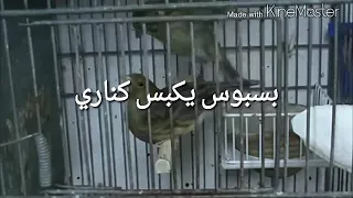 تزاوج ذكر البسبوس مع أنثى كناري مشهد رائع 