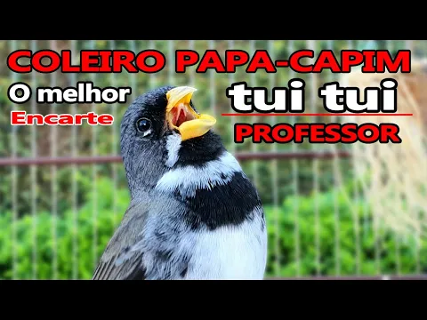 Download MP3 encarte tui tui  COLEIRO PAPA-CAPIM  com PROFESSOR