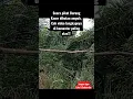 Download Lagu Suara Pikat Burung Kacer Paling Ampuh!!! cek video di komentar paling atas!